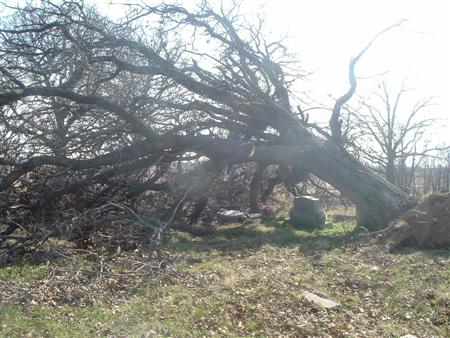 Doyle cemetery area with fallen tree